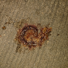 Thyropygus allevatus