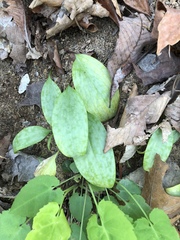 Erythronium americanum
