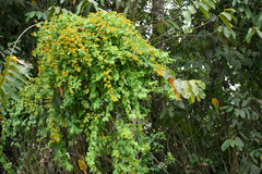 Pseudogynoxys scabra