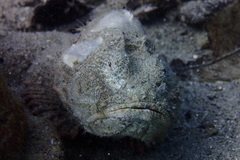 Scorpaenopsis diabolus