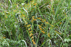 Pseudogynoxys scabra