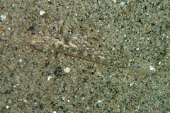 Fusigobius