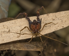 Neogonyleptes docilis