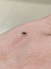 Araneae