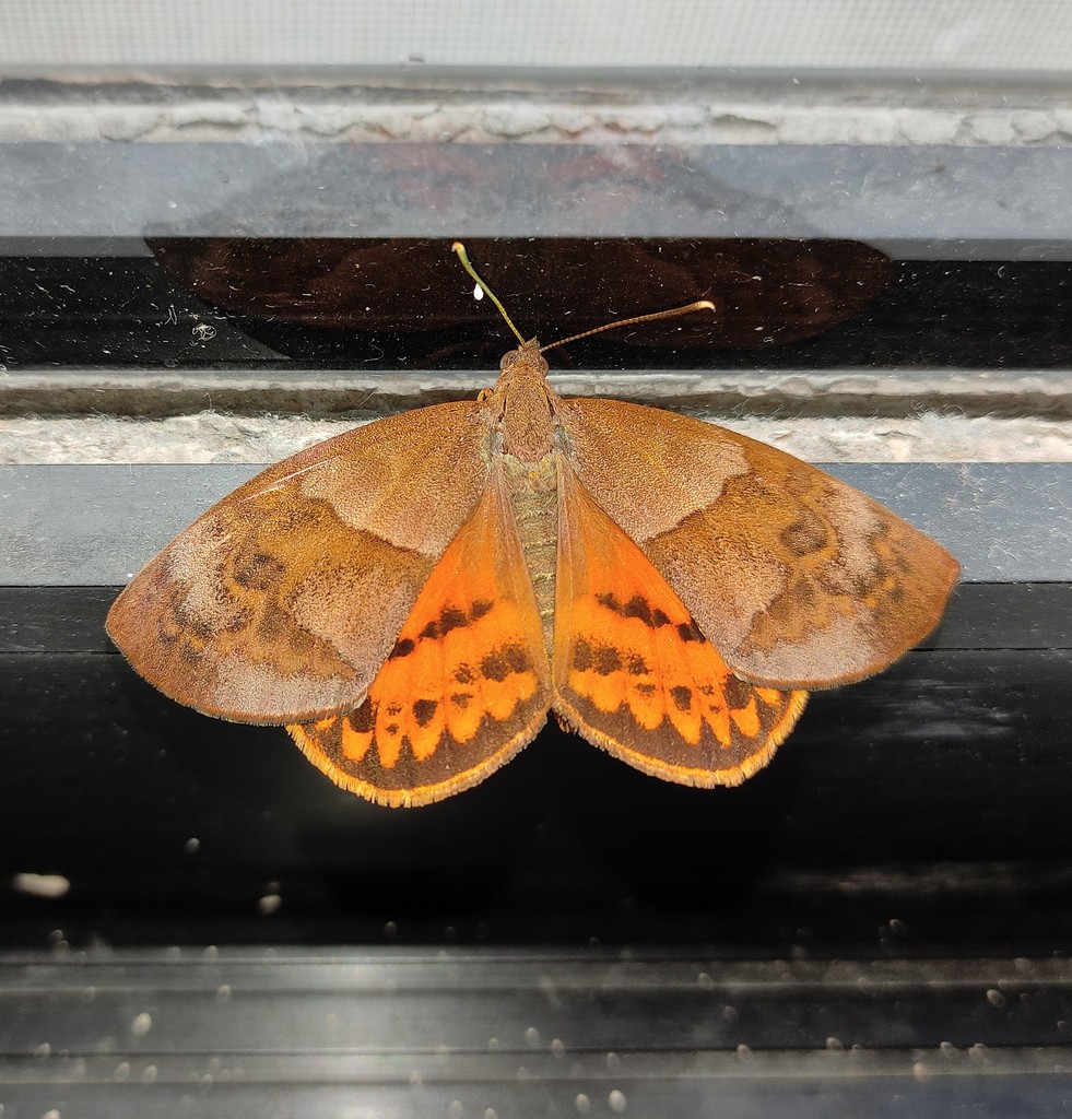 Ceretes marcelserres