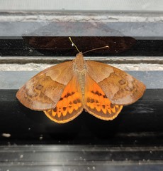 Ceretes marcelserres