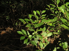Solanum cornifolium