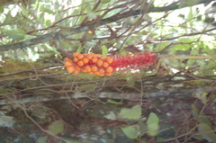 Anthurium cerrobaulense