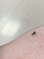 Araneae