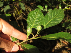 Solanum cornifolium