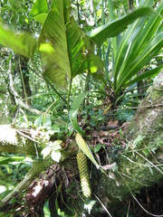 Anthurium cerrobaulense