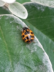 Harmonia axyridis