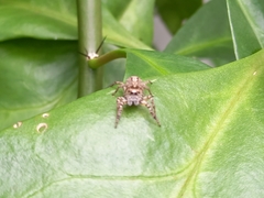 Leptofreya ambigua