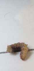 Peridroma saucia