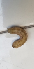 Peridroma saucia