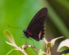 Parides sesostris