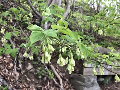 Staphylea trifolia