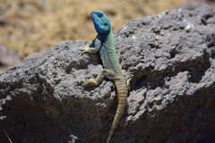 Acanthocercus atricollis