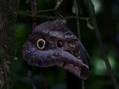 Caligo idomeneus