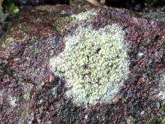 Lecidella scabra