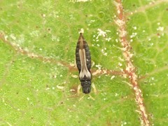 Heliothrips haemorrhoidalis