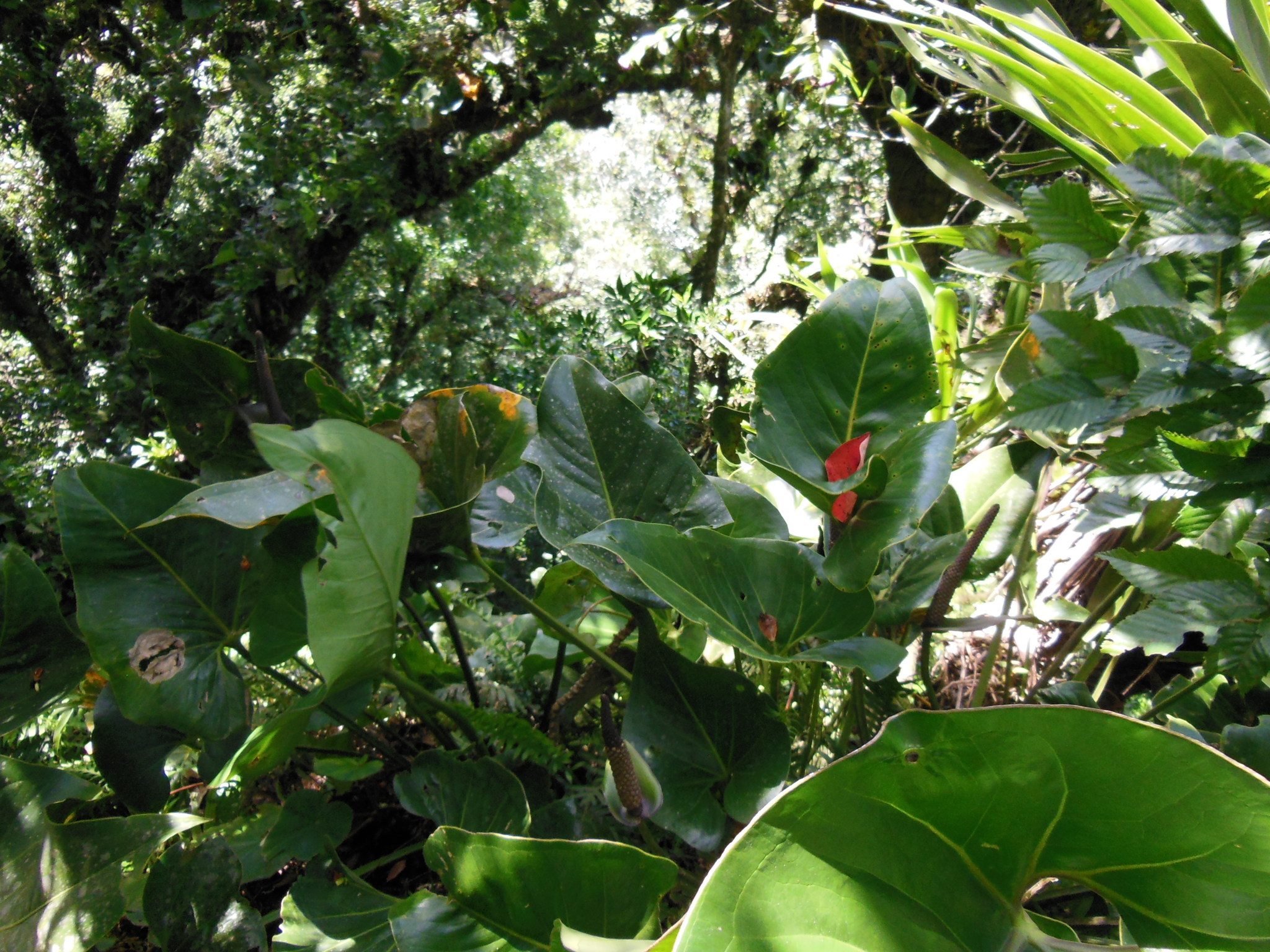 Anthurium cerrobaulense Matuda 4