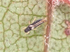 Heliothrips haemorrhoidalis