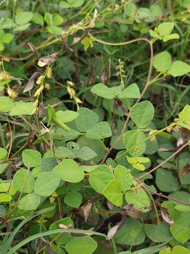 Rhynchosia minima iNat (1)