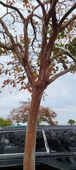 Prunus serotina