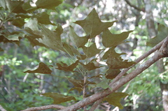 Oreopanax sanderianus