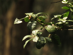 Viburnum tinoides