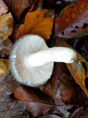 Russula parazurea
