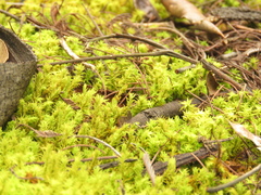 Leptodontium