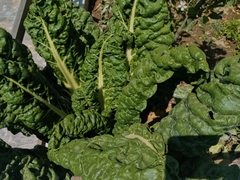 Beta vulgaris cicla