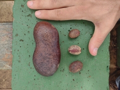 Hymenaea martiana