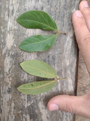 Hymenaea martiana