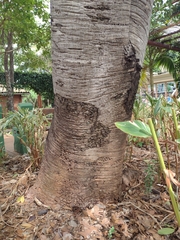 Hymenaea martiana