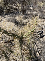 Cylindropuntia molesta molesta
