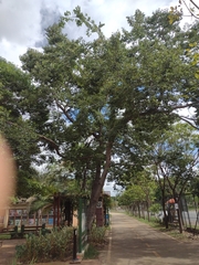 Hymenaea martiana