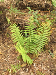 Dryopteris wallichiana