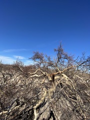 Pachycormus discolor