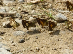 Dalla cypselus