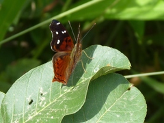 Hypanartia cinderella