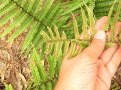 Dryopteris wallichiana
