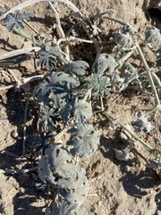 Cucurbita cordata