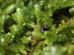 Claopodium whippleanum