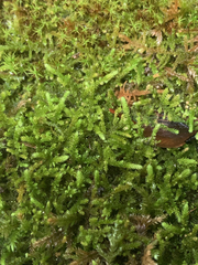 Claopodium whippleanum