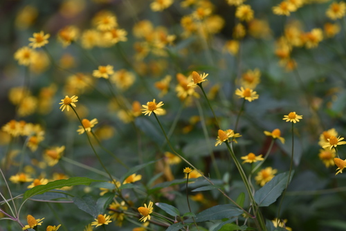 Spilanthes americana, 2021-11-03