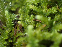 Claopodium whippleanum