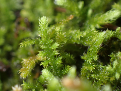 Claopodium whippleanum